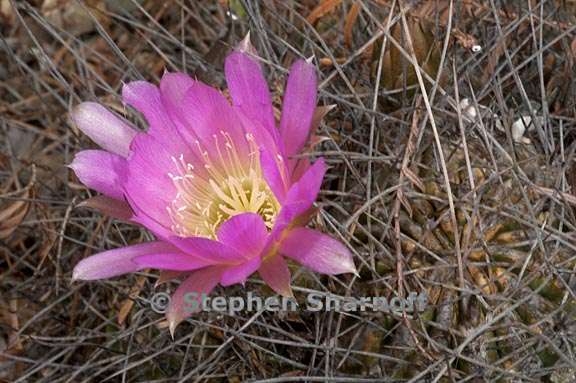 echinopsis pentlandii 1 graphic